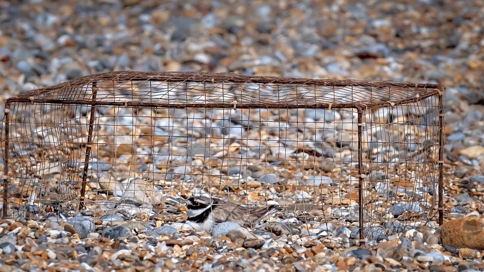 A ringed plover nests with a protective wire cage to deter predators