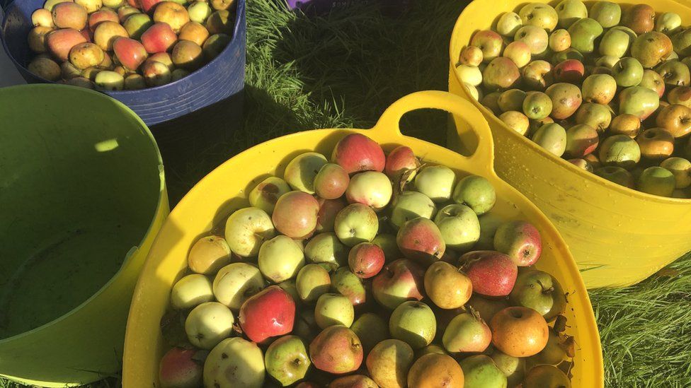 Apples in buckets