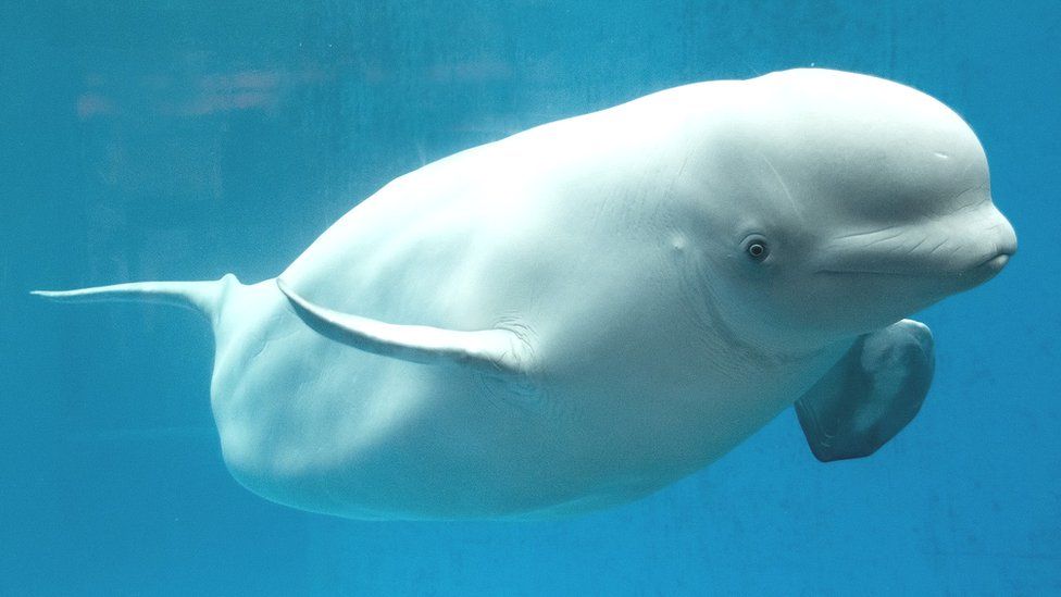 Beluga whale