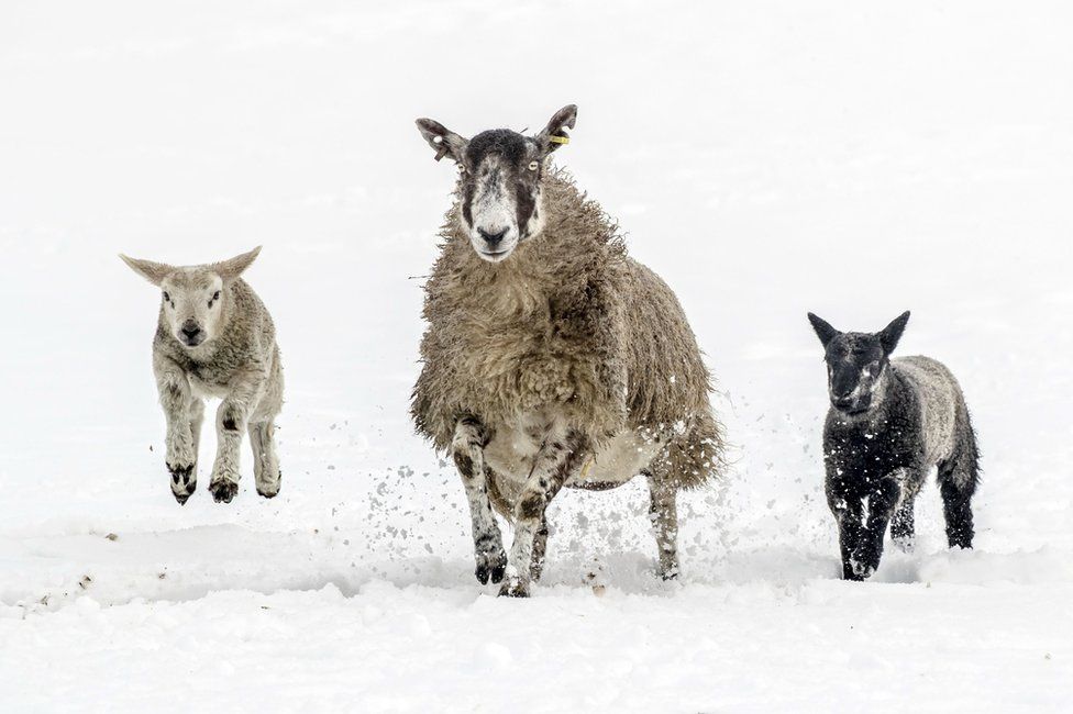 Sheep and lambs trot through the snow