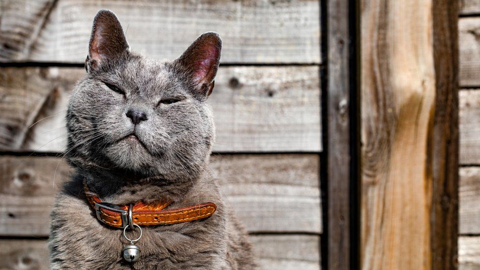 Grey Cat With Collar And Bell