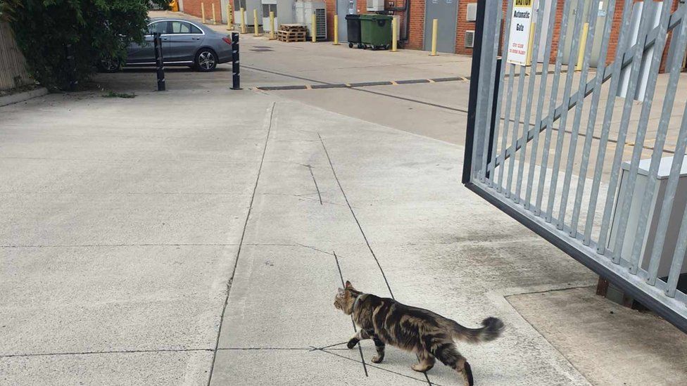 Willow the cat roaming the street