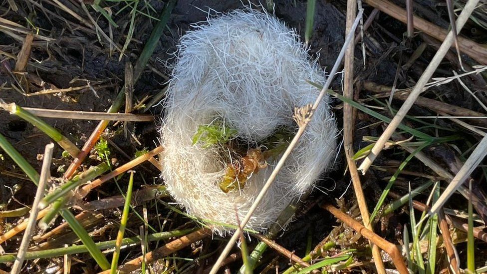 Moss in wool nest