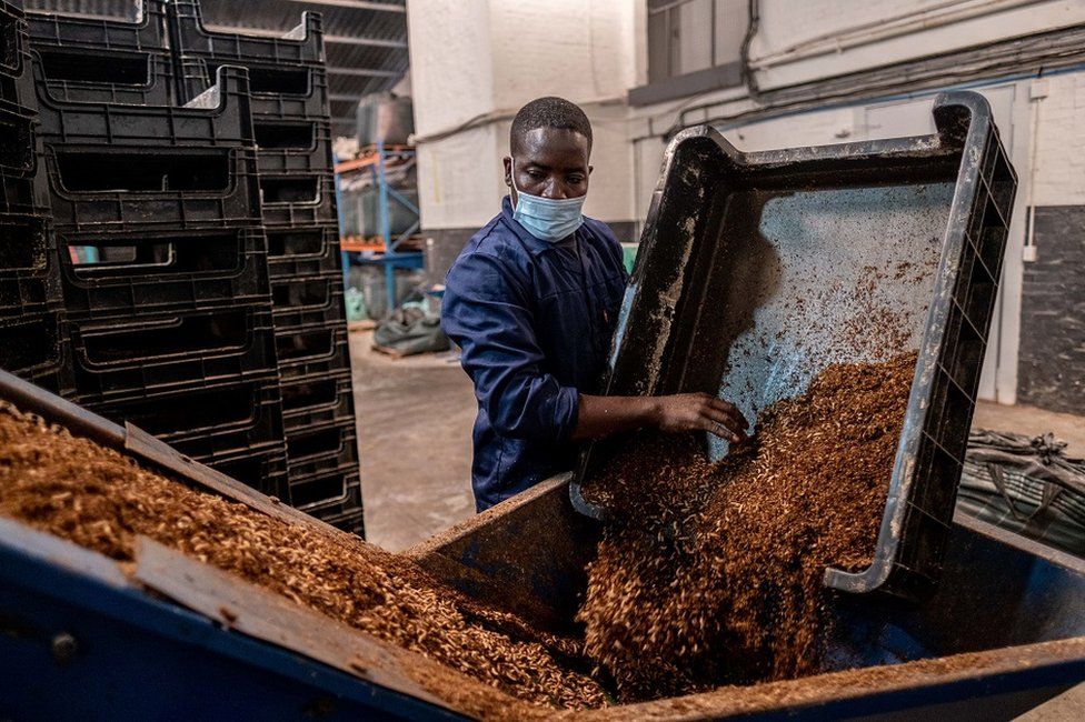 Man pouring bugs on to a conveyor belt