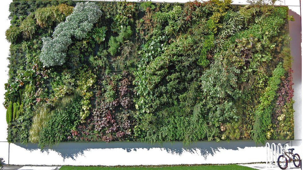 A wall covered in plants
