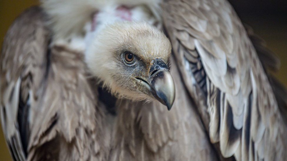 Eurasion griffon vulture