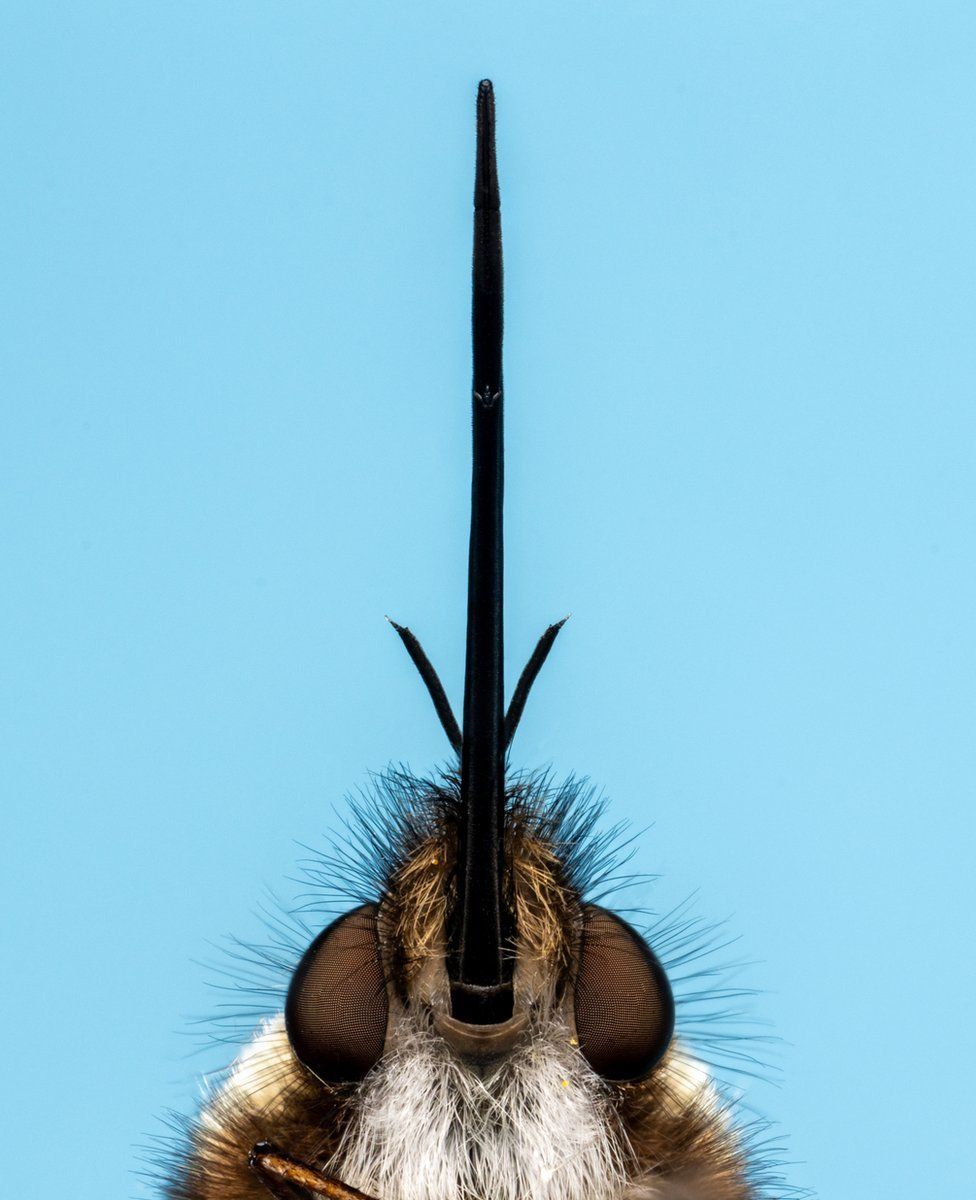 A bee-fly with its proboscis found at Blackford-Pond in Edinburgh