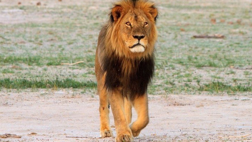 Cecil the lion