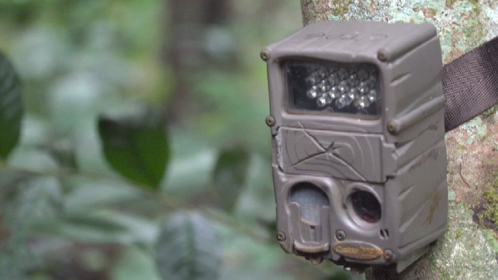 Camera trap attached to a tree