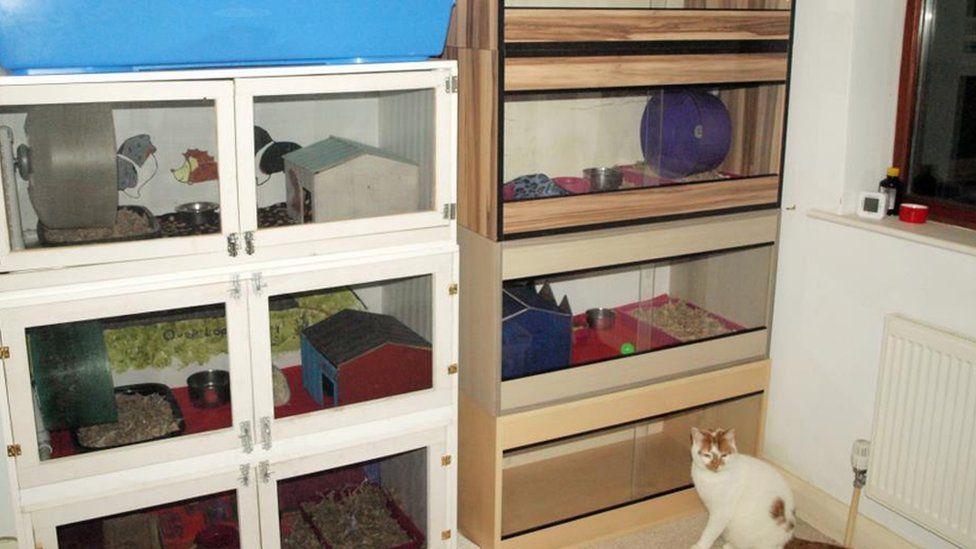 Should we keep pygmy hedgehogs as pets? BBC News