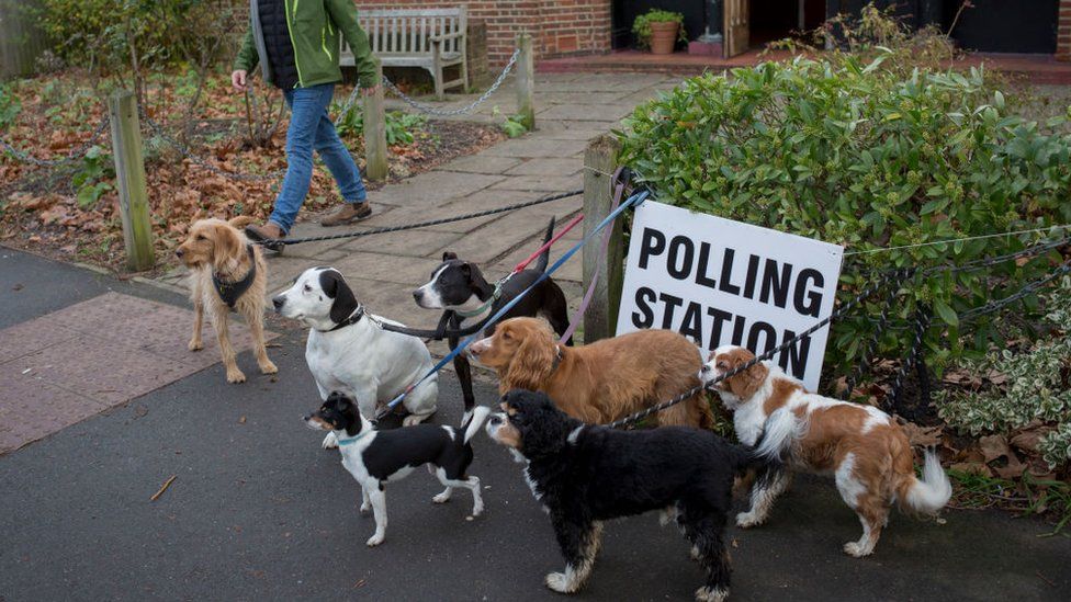 Dogs at polling station