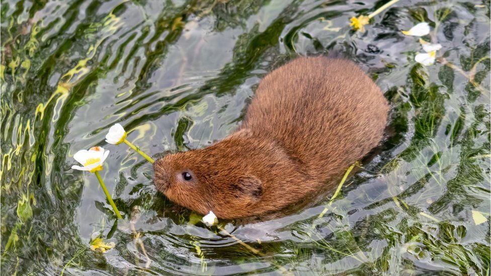 Water voles could be reintroduced to Braunton Marshes - BBC News