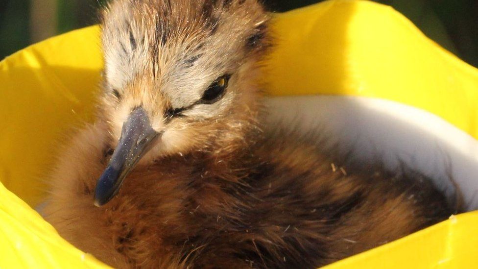 A black-tailed godwit chick in a weighing container