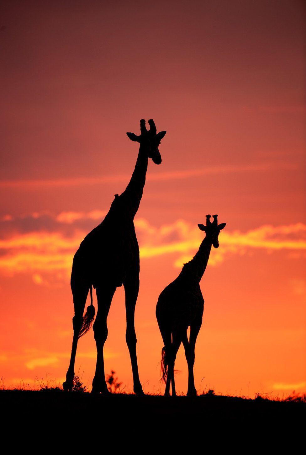 _103300600_mdrum_silhouettes_of_africa-1