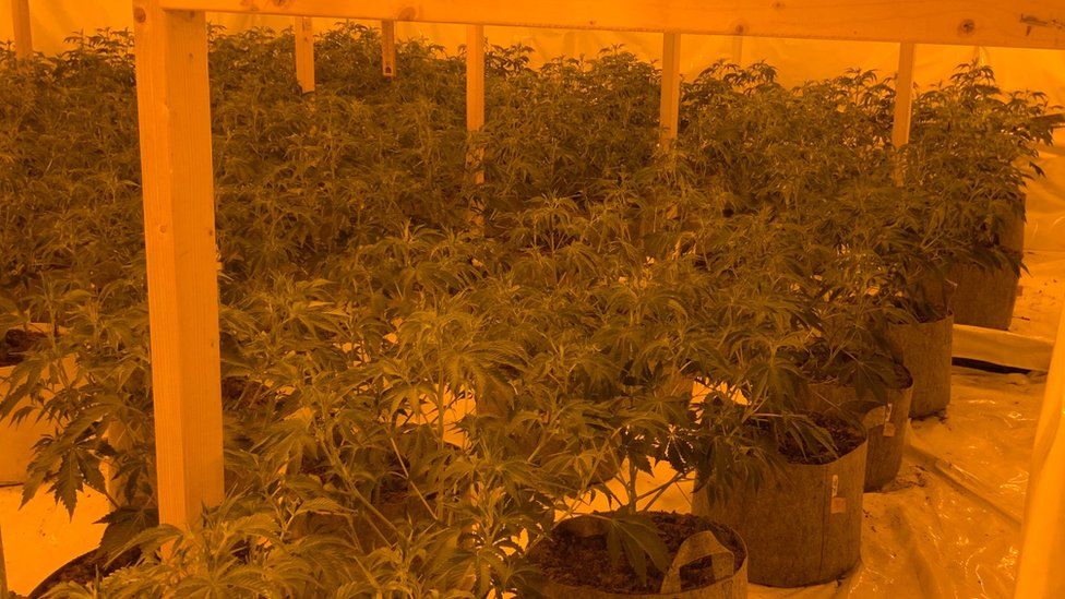 More than 1,000 cannabis plants seized in Devon and Cornwall - BBC News