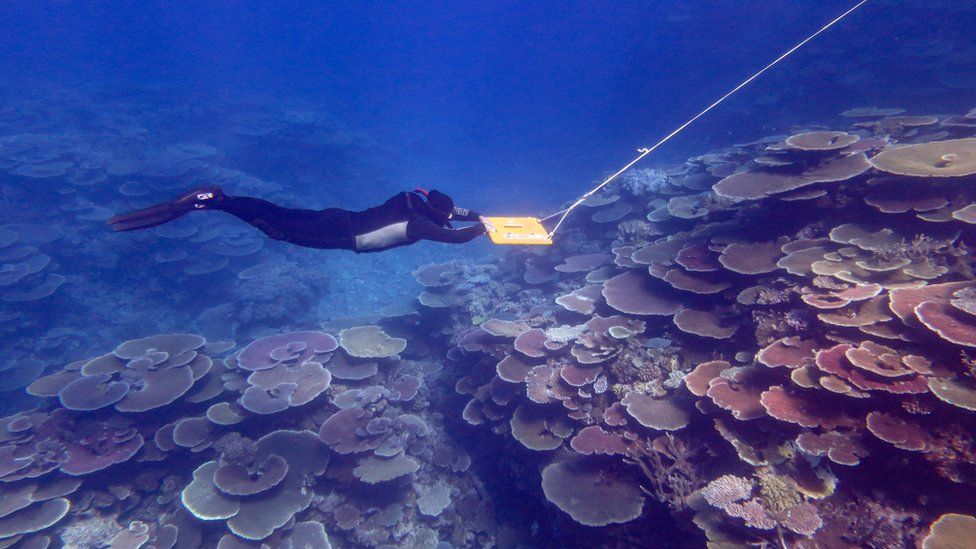 A diver surveys the Great Barrier Reef