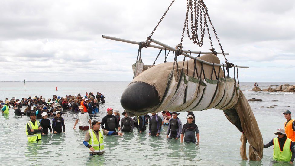 Beached Whales Rescuers In Tasmania Are Working To Save Beached Pilot Whales Bbc Newsround