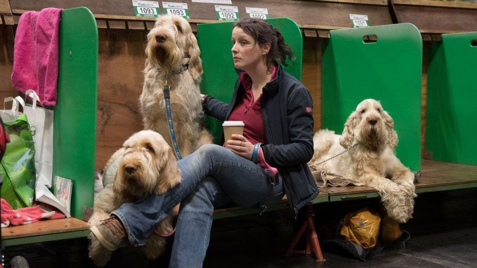 Crufts 2019 hot sale gundog day