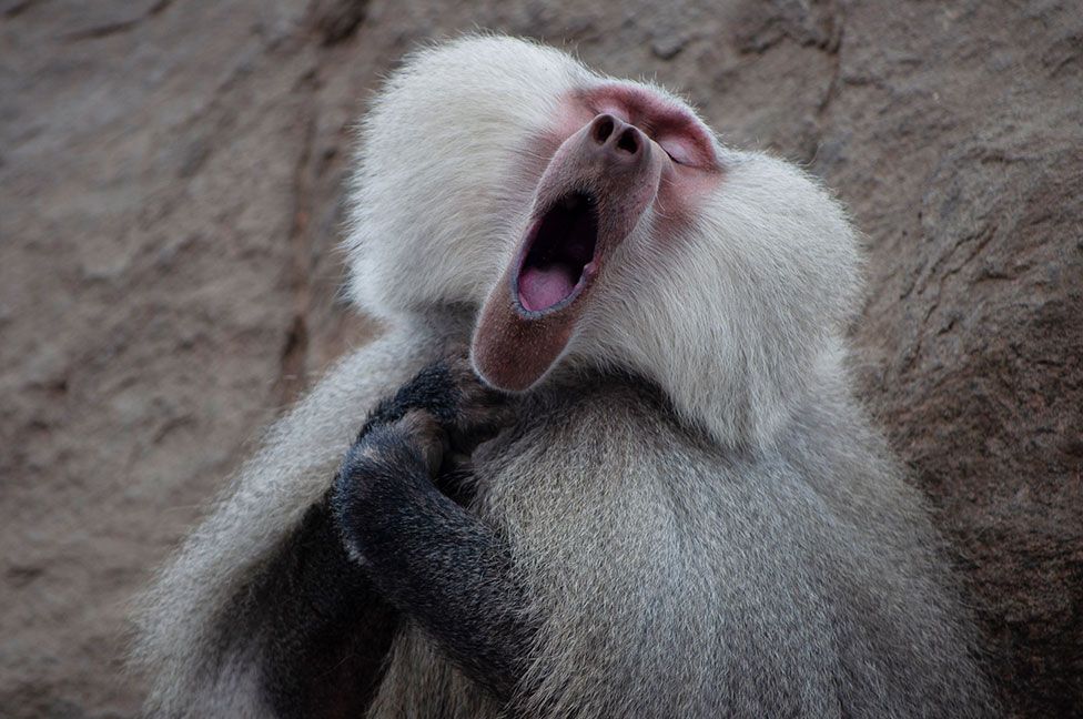 A hamadryas baboon with its mouth wide open