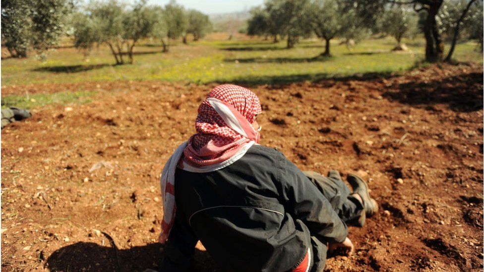 Syrian man sitting in an olive grove in Idlib (file photo)