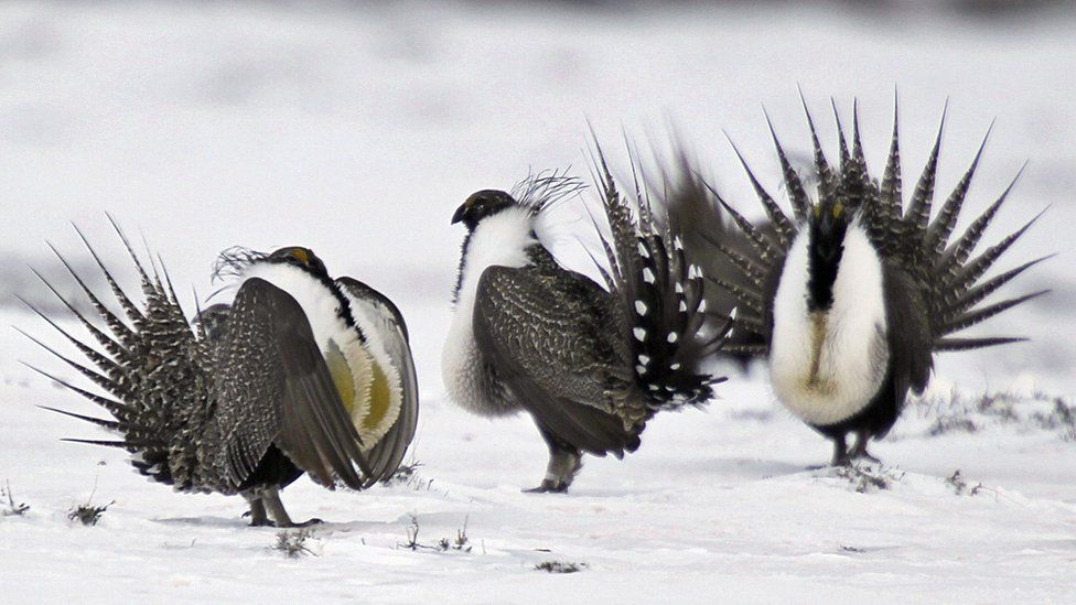 In complex deal involving private and federal land, President Obama set aside 67 million acres to help recover the American Greater Sage Grouse, a highly endangered bird