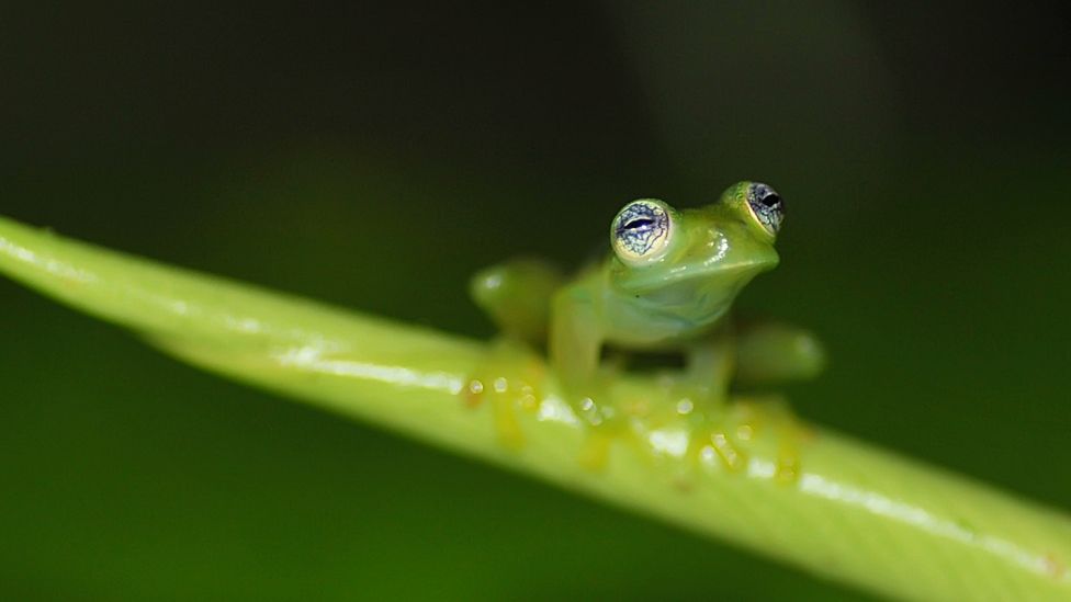A small glass frog perched on a thin, branching stem of vegetation