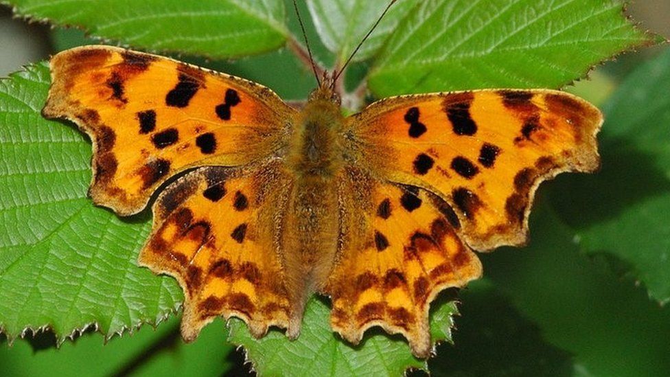'Extraordinary' comma butterfly colonises Scotland BBC News
