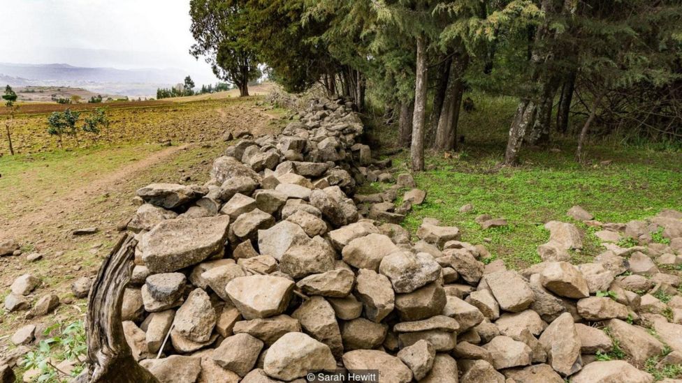 77+ Gambar Fauna Kawasan Ethiopia Gratis