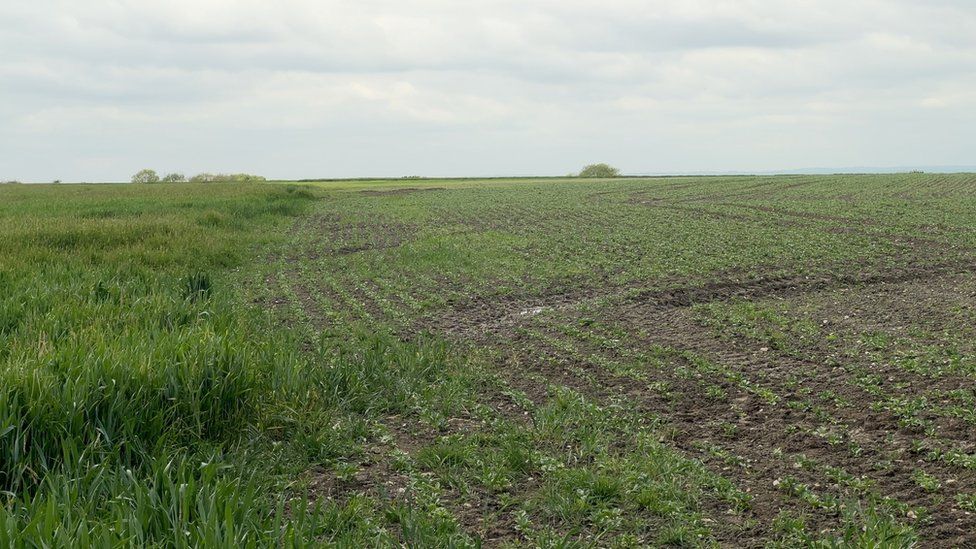 Failed field of wheat