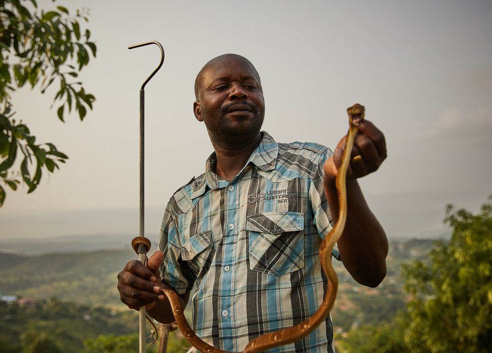 Francois Nsingi, a technician at the Kinshasa Centre of Anti-Venom