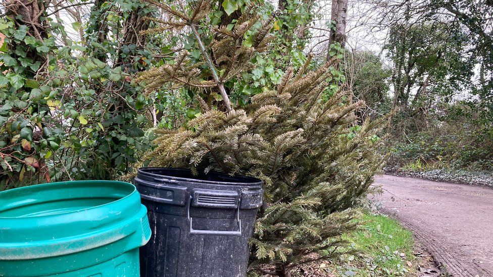 Old Christmas tree next to bins