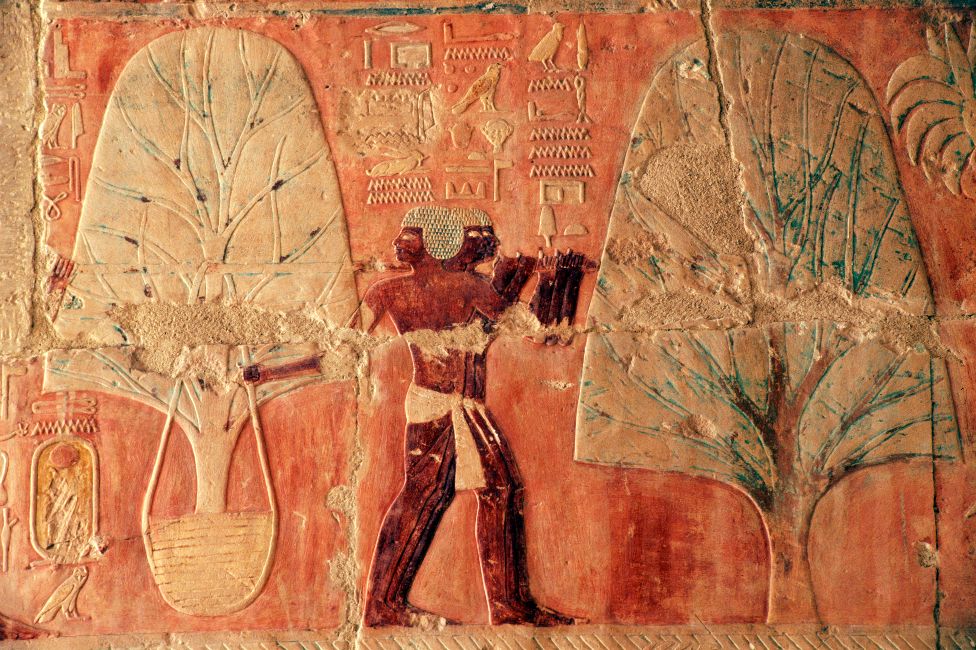 Scenes from an expedition to the Punt kingdom as depicted on a wall at the Temple of Hatshepsut in Egypt