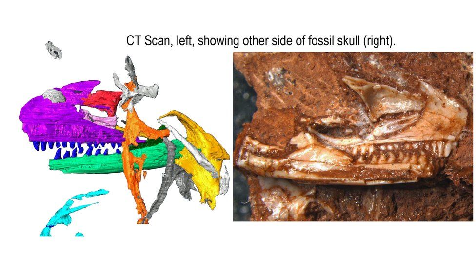 CT scan of skull, and image of fossil skull