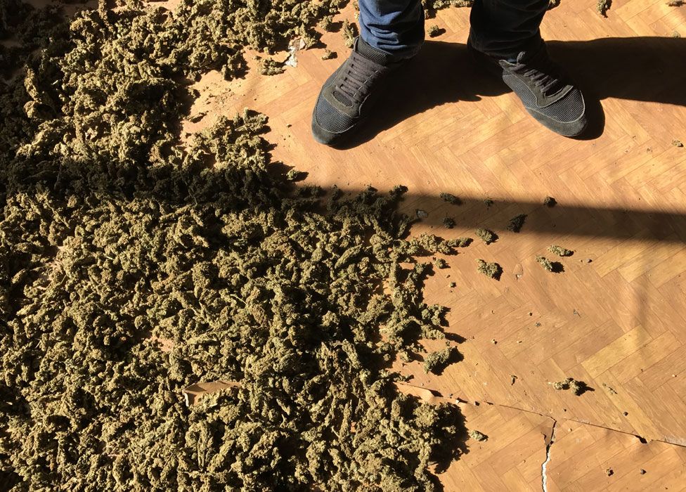 Cannabis farmers feet, and buds drying on the floor