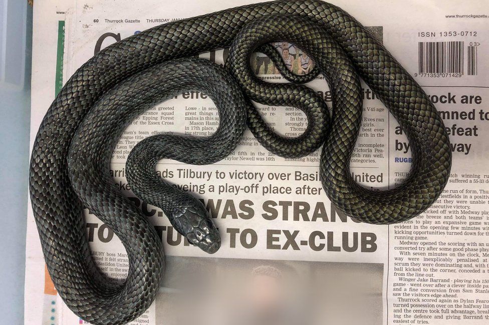 Southend toilet snake Reggie the royal python's owner found - BBC News