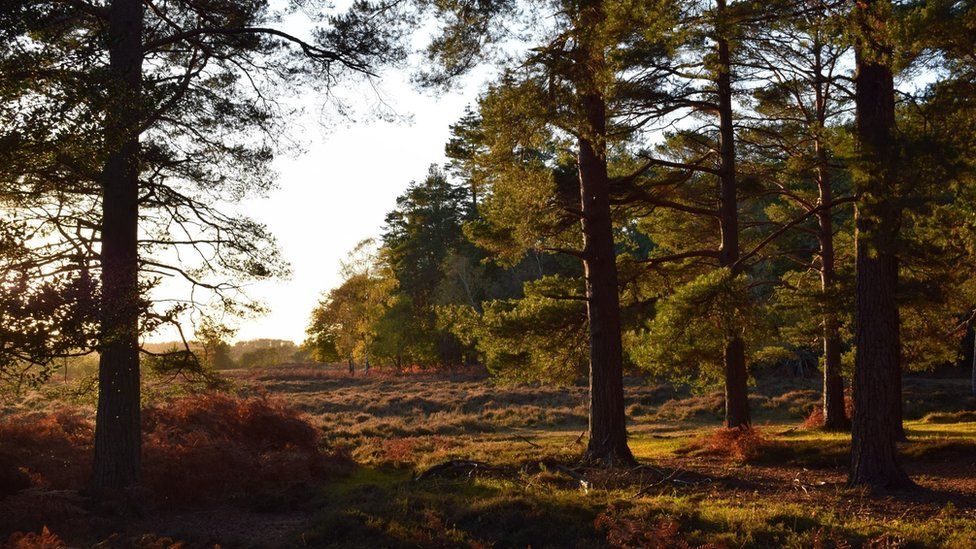 New Forest National Park