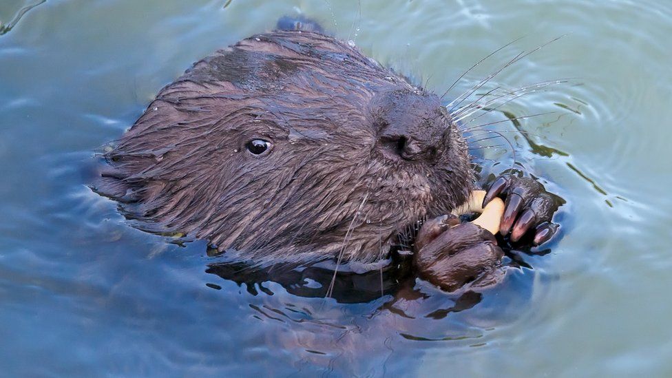 Close up of a beaver