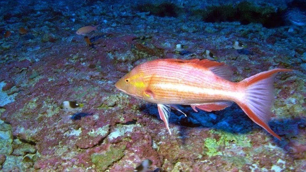 One of the deep-water fishes never before seen by divers, found during a 25-day research expedition from May 22 to June 15, 2016, in the waters in the north-western Hawaiian Islands