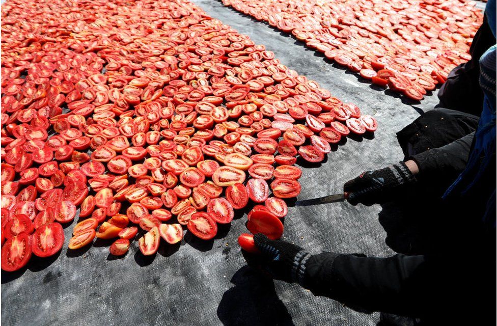 A woman with a knife cutting tomatoes in half. There are several tomatoes laid out in front of her.