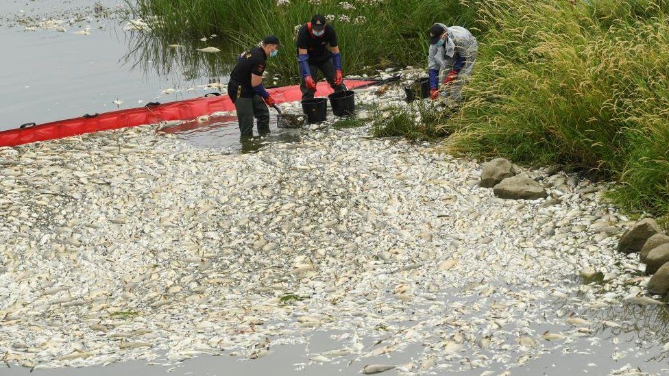 Three men in protective gear use buckets to retrieve dead fish from the Oder river