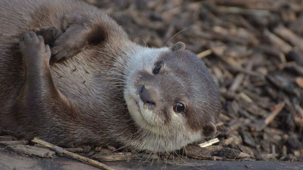 Ruby the otter