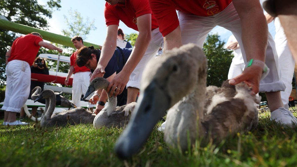 Grey cygnets line up on the grass with the hands of the swan uppers holding them for their checks