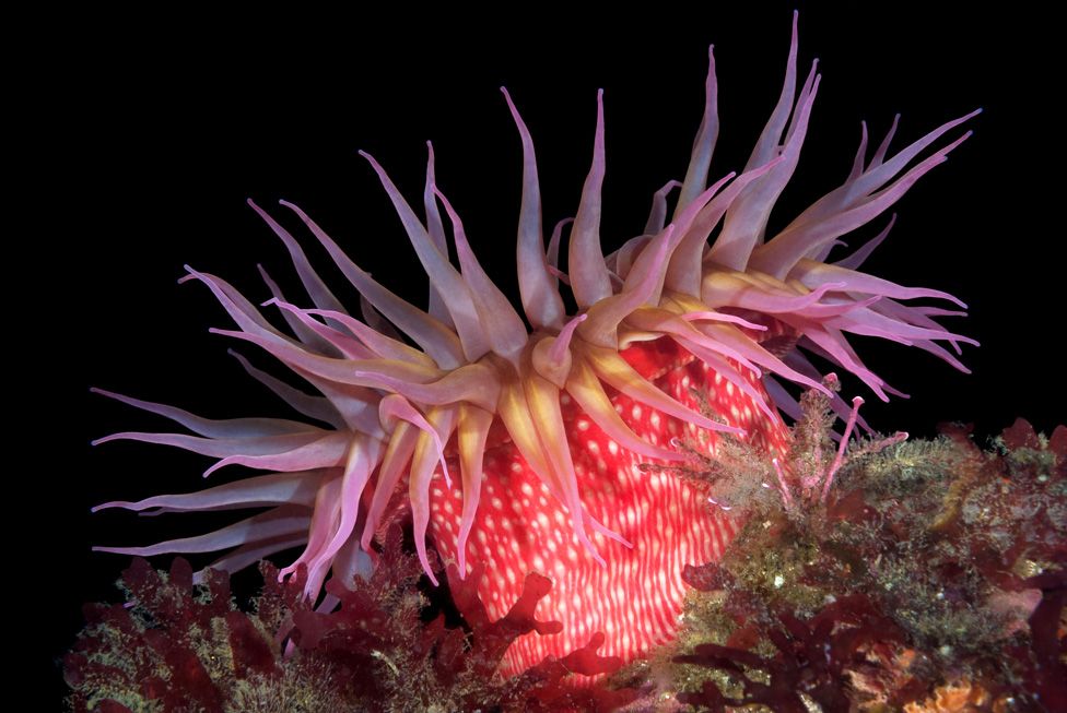 A red rose sea anemone with tentacles fully exposed