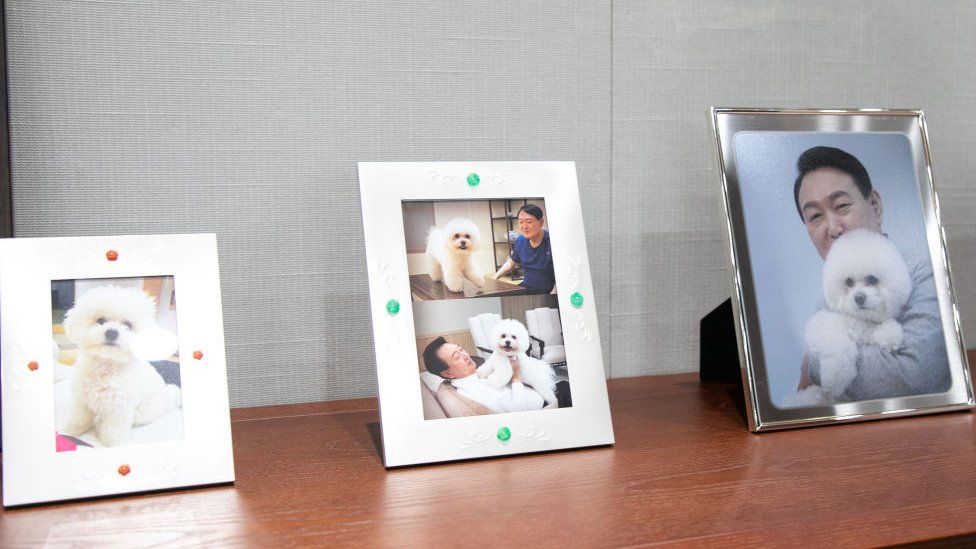 Photos of South Korean president, Yoon Seok-yeol, and his dog, are displayed in his office