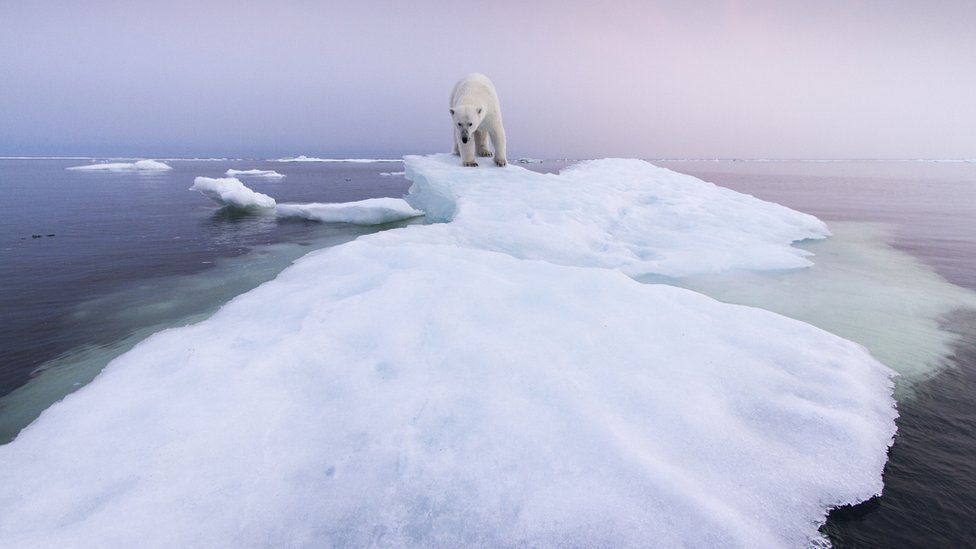 Polar bear on an ice sheet.