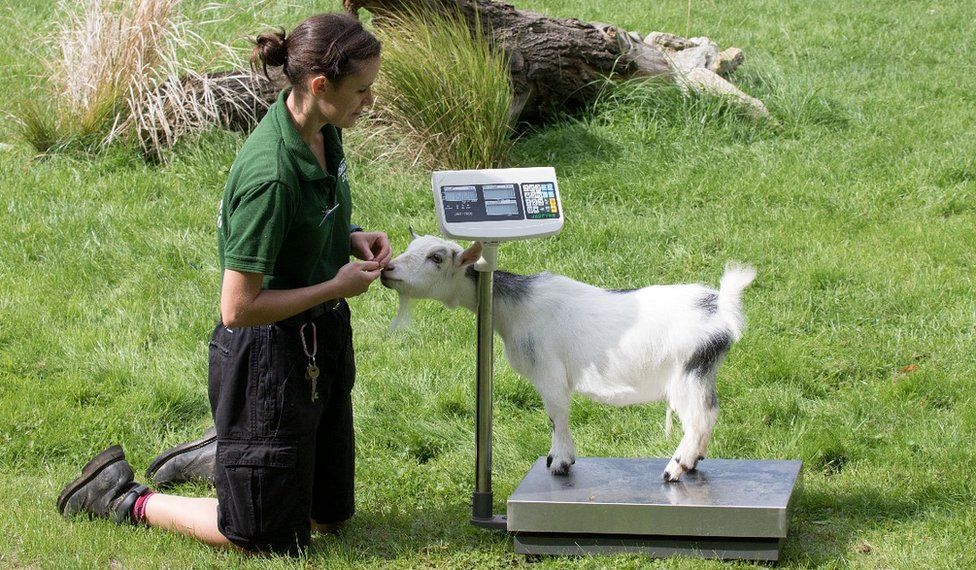 Weighing a pygmy goat