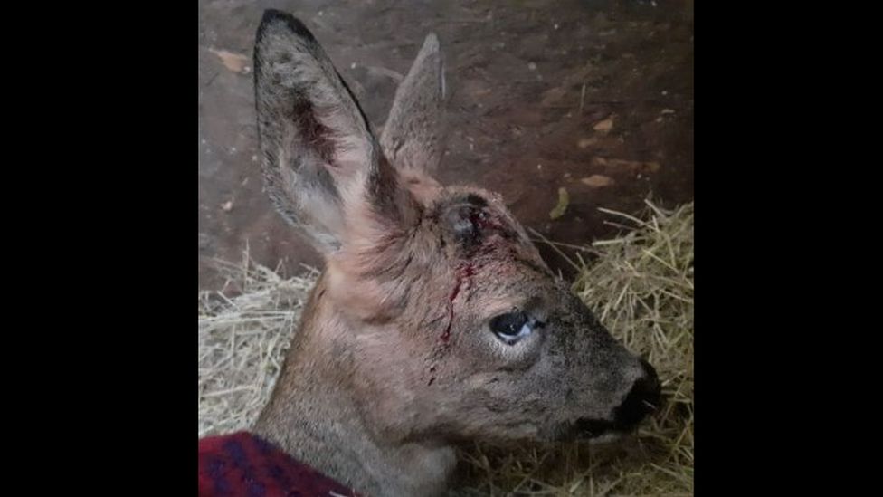 Deer with antlers ripped out after being spoked by fireworks