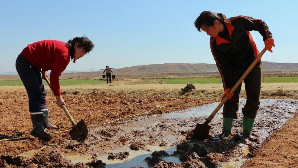 Two women work in a field in North Korea