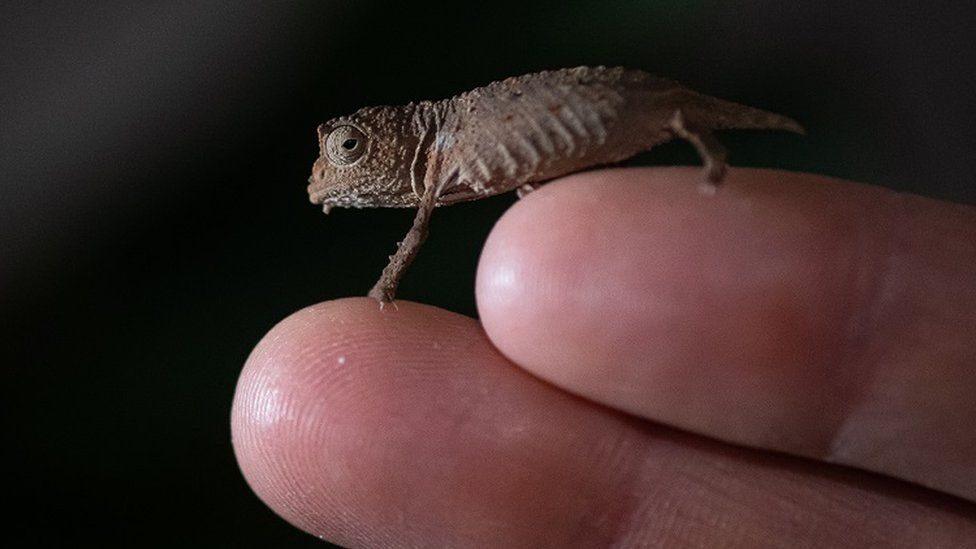Rare pygmy chameleon on a fingertip