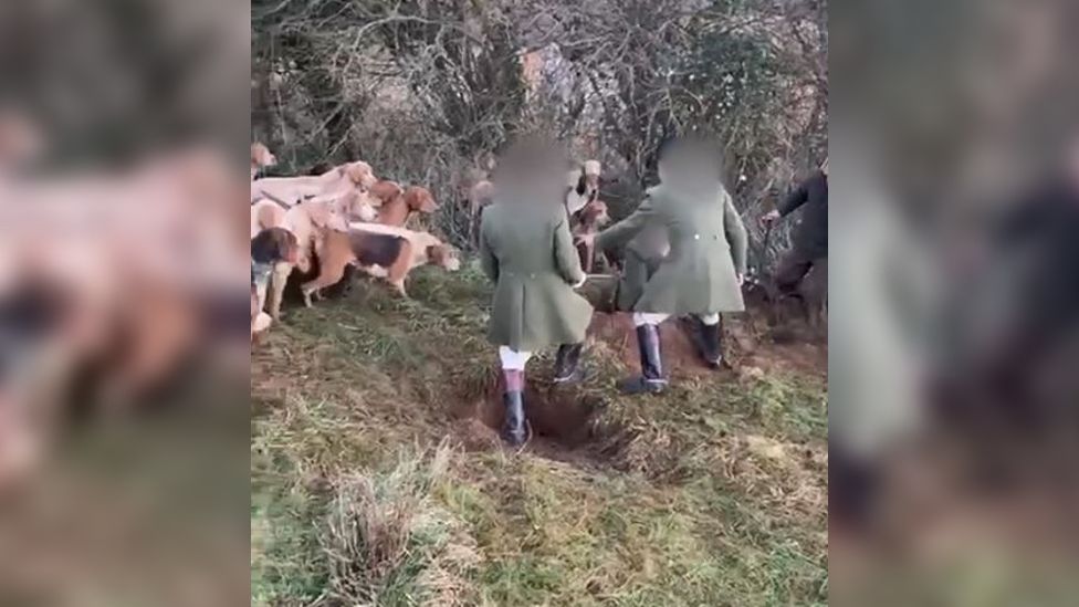 A group of hunters dressed in green dragging a fox out of its den whilst a pack of hounds wait beside them